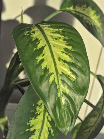Close up of green and yellow leaves of an indoor plant. Light effect on the green leaf by a sunny dayの写真素材