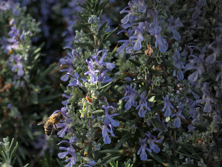 Close up of a Bee pollinizing a flower. Spring is hereの写真素材