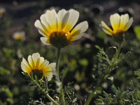 Beautiful white camomiles daisy flowers field on green meadow. Marguerite flowersの写真素材