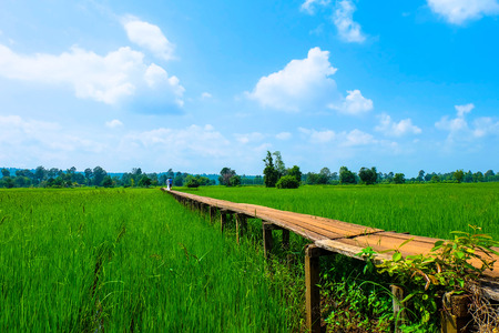 Long wooden bridge through green paddy fieldsの写真素材