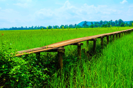 Long wooden bridge through green paddy fieldsの写真素材