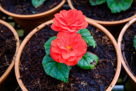 Red flowers in potsの写真素材