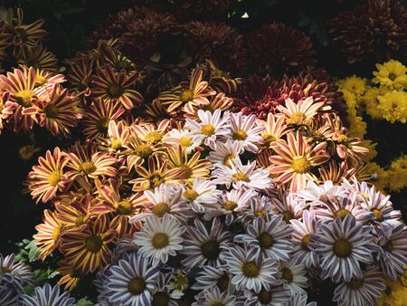 Colorful Chrysanthemum or chrysanth, in common is  Pot Mum or Florist's Mum.の写真素材