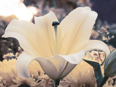 Pale yellow lily adjusted to vintage color tone.の写真素材