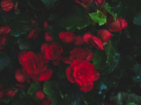 Fresh and fascinated Nonstop Red Begonia with green leaves in dark tone. Double flowers full bloom and some buds. Plants produce magnificent, huge flowers in a wonderful rich red shade.の写真素材