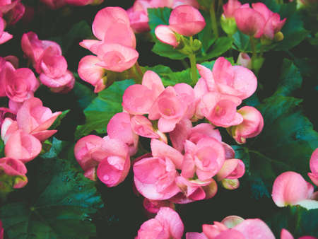 Fresh pink Begonia with green leaves in garden.の写真素材