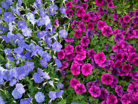 Blue and Pink Petunia flowers in garden.