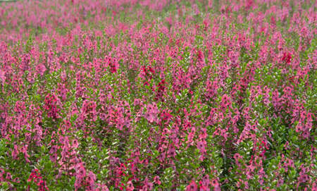 Angelonia Serenita Pink, in field. Semi-tropical plant magnet to butterflies, hummingbirds, bees. Other common names: Summer Snapdragon, Angel Flower, Narrow-leaved Angelon, Angelonia, Summer Orchid.の写真素材