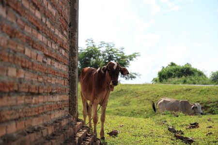A curious brown cow against a blue sky backdrop  The image is taken in Sweden  The cow is popping up its face or head from the cornerの写真素材