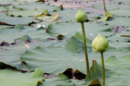 Thai lotus pond with lotus budsの写真素材