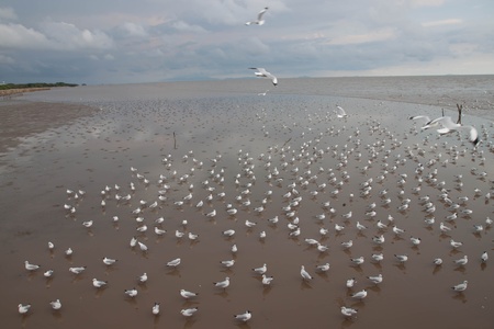 sea gulls at the seaの写真素材