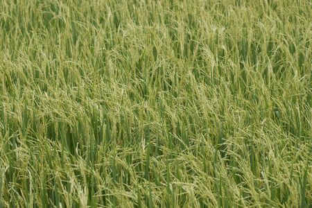 Green rice in fields の写真素材
