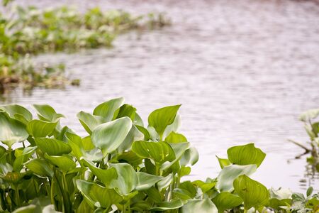 River water hyacinth の写真素材
