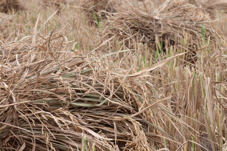 Harvest rice in rural area of Thailand の写真素材