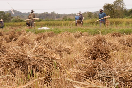 Harvesting rice in rural area of Thailand の写真素材