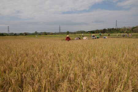 Harvesting rice in rural areas of Thailand の写真素材