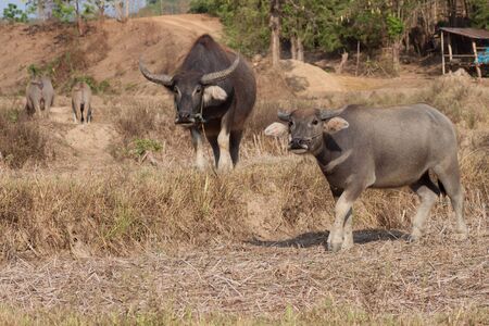 Thai buffaloの写真素材