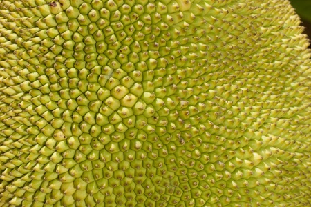 Close up of a jackfruitの写真素材