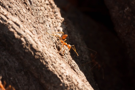 Red antの写真素材