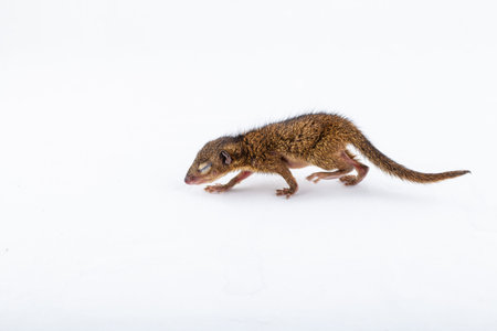 Baby Gray Squirrel with eyes closed on white background.
