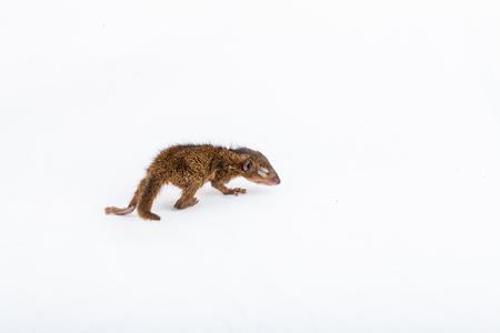 Baby Gray Squirrel with eyes closed on white background.の写真素材