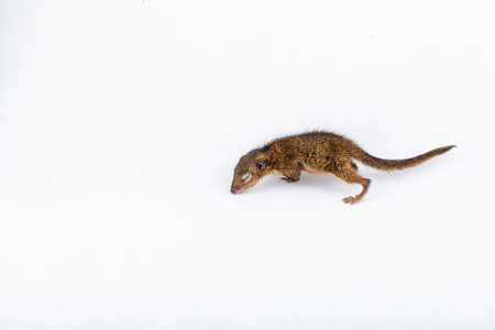 Baby Gray Squirrel with eyes closed on white background.の写真素材