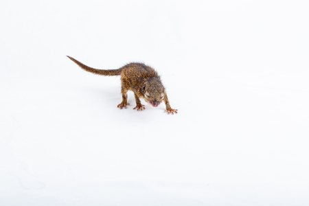 Baby Gray Squirrel with eyes closed on white background.の写真素材