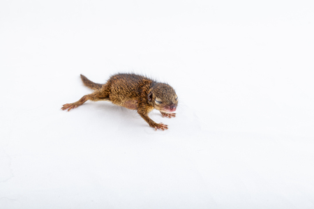 Baby Gray Squirrel with eyes closed on white background.の写真素材