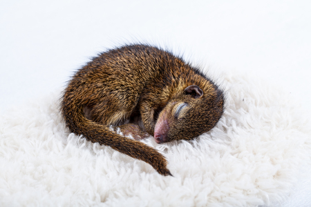 Sleeping Baby Squirrelの写真素材