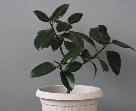 Ficus Rubber-bearing with large leaves in the winter garden home collection.の写真素材