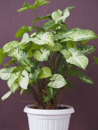 Syngonium liana with a light top of leaves at home. Home plants in the winter garden. Evergreens.の写真素材