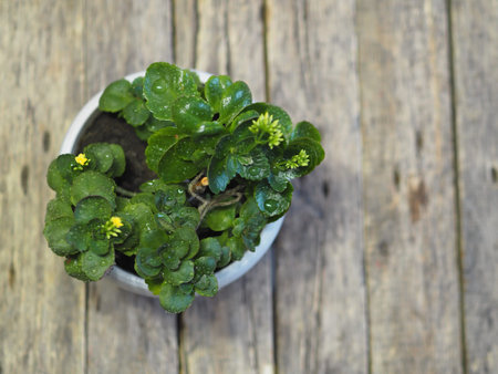 Homemade Kalanchoe blooms in yellow. Winter. On a wooden ancient background.