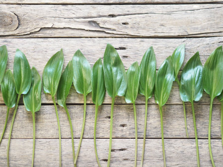 The concept of natural eco-friendly being. Green leaves of a tropical plant on a wooden ancient...