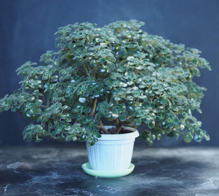Ainchisor family tree of love on a wooden background. Blue background.の写真素材