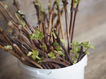 Propagation of grapes by cuttings. Green sprouts from buds on cuttings. Ancient wooden natural...