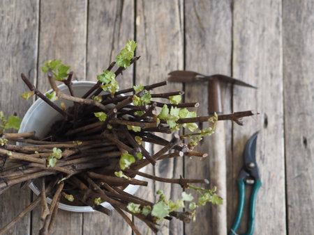 Propagation of grapes by cuttings. Green sprouts from buds on cuttings. Ancient wooden natural...