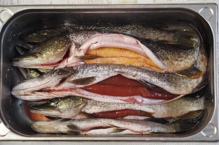 River pike in a metal tank. Cleaned and prepared for butchering. Winter fishing.