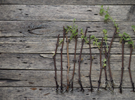 Cutting grapes. New sprouts on the stalks of grapes on a wooden ancient background. Propagation of...