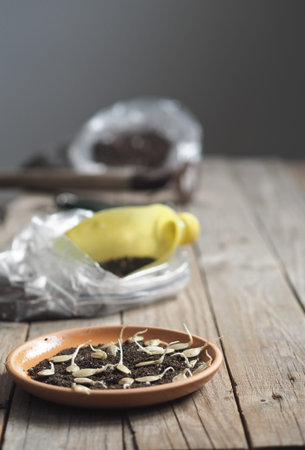 The concept of preparing for the planting spring season. Sprouted pumpkin seeds for planting. Wooden...