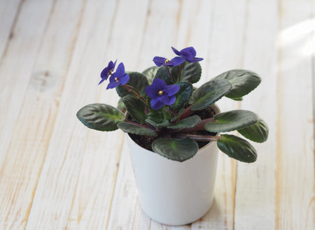 A simple violet violet in a pot on a white wooden table has blossomed. A house plant in the winter in the room.の写真素材