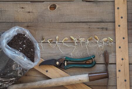 Agriculture. Preparation for spring sowing. Seeds gave sprouts and roots. Runs with young green leaves on a wooden rustic background with tools.の写真素材
