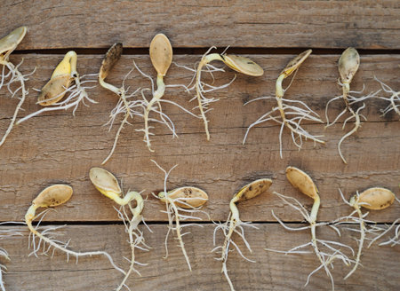 Agriculture. Preparation for spring sowing. Seeds gave sprouts and roots. Runs with young green leaves on a wooden rustic background with tools.の写真素材