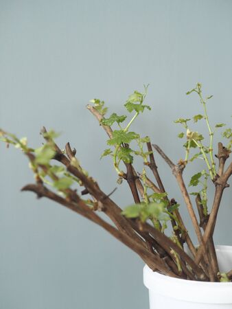 Gardening. Preparation for spring sowing. Cuttings of grapes gave sprouts and roots. Runs with young green leaves. Ready to drop off.Propagation of grapes.の写真素材