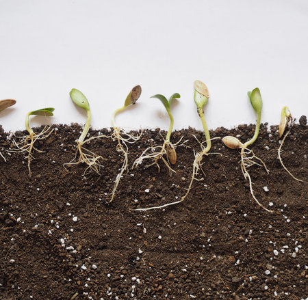 Sprouted seeds with leaves and roots are ready for planting. Spring sowing.