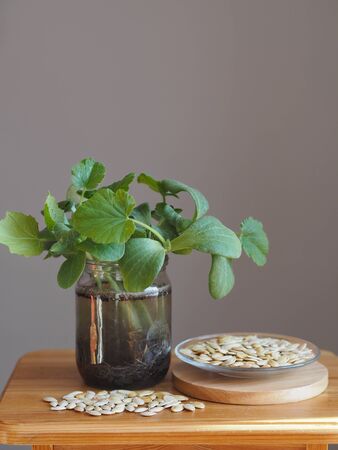 The benefits of pumpkin for human health. Pumpkin seeds and early green pumpkin sprouts on a light wooden background. Photo for medicine and agriculture. Place for text.の写真素材