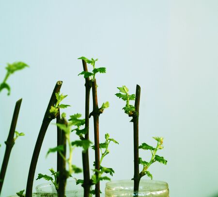 ART processing. Cutting of grapes. Young seedlings of grapes in plastic bottles. Ready for planting. Using plastic bottles in everyday life. Top view.の写真素材