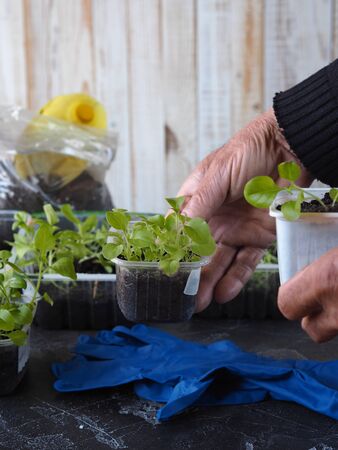 Background for home floriculture.A man's hands are transplanting young plants of Petunia seedlings on a wooden table with a watering can.の写真素材