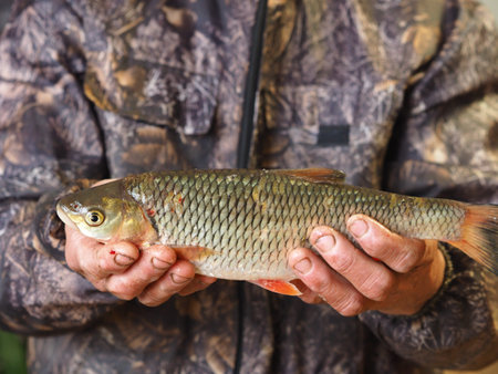 For fishermen.Fresh river fish caught on winter fishing, in the hands of a fisherman Chub.