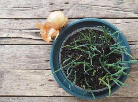 Homegrown seedlings. Green onions grows in a plastic container on a wooden background. Spring work.Nature, use of plastic and ecology.の写真素材