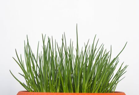 Close-up of fresh green ornamental onion sprouts in a flower pot on a gray background at home.の写真素材